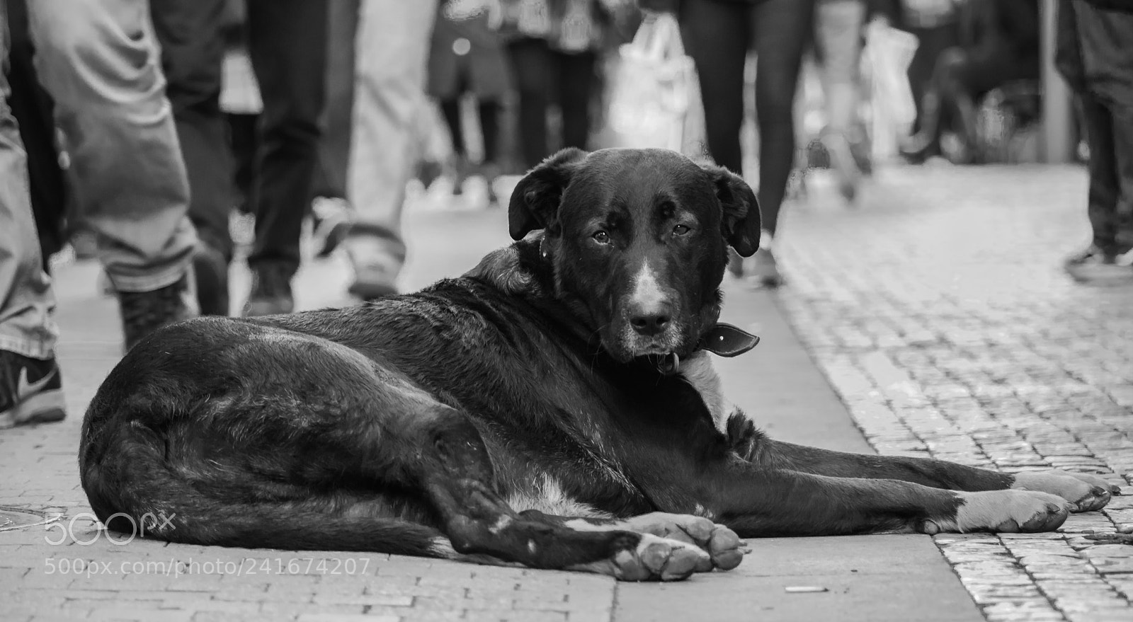 Canon EOS 800D (EOS Rebel T7i / EOS Kiss X9i) sample photo. Dog photography