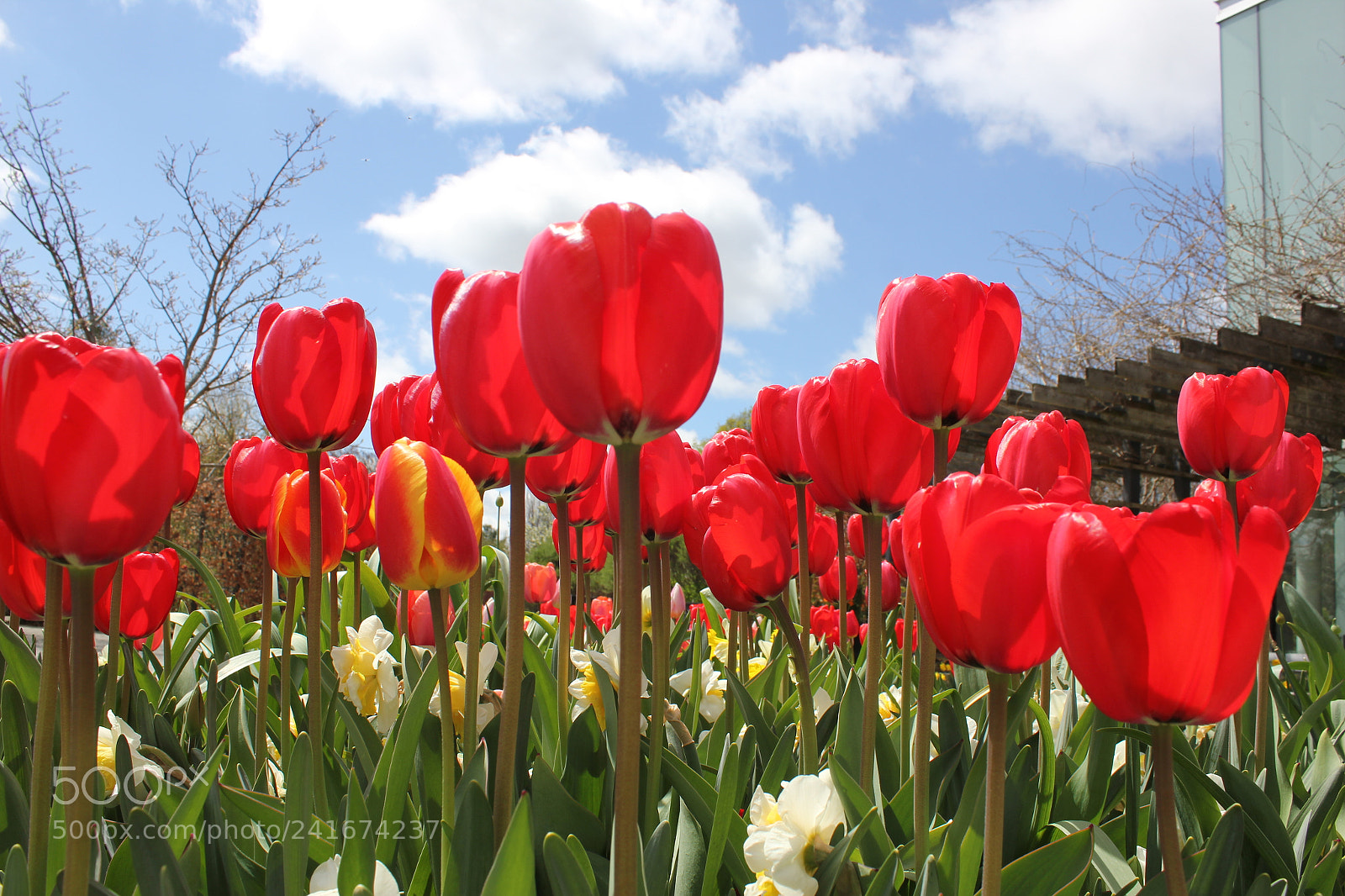 Canon EF-S 18-55mm F3.5-5.6 IS sample photo. Tulips edward's gardens, toronto photography