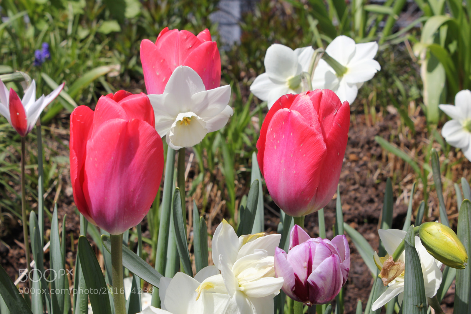 Canon EF-S 18-55mm F3.5-5.6 IS sample photo. Tulips edward's gardens, toronto photography