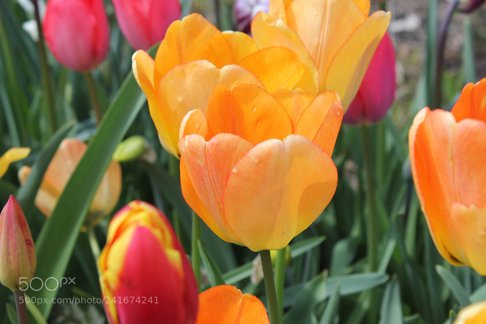Canon EF-S 18-55mm F3.5-5.6 IS sample photo. Tulips edward's gardens, toronto photography