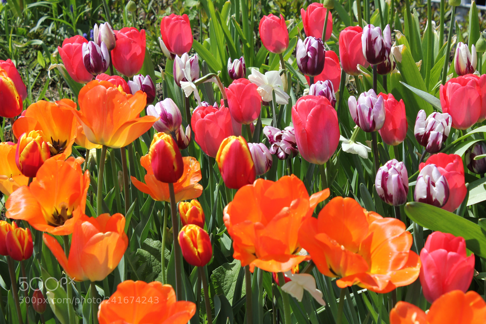 Canon EF-S 18-55mm F3.5-5.6 IS sample photo. Tulips edward's gardens, toronto photography