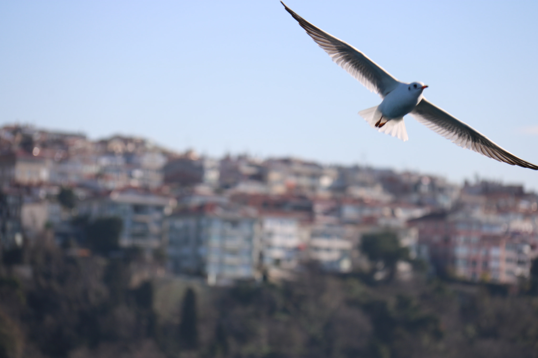 Canon EOS 760D (EOS Rebel T6s / EOS 8000D) sample photo
