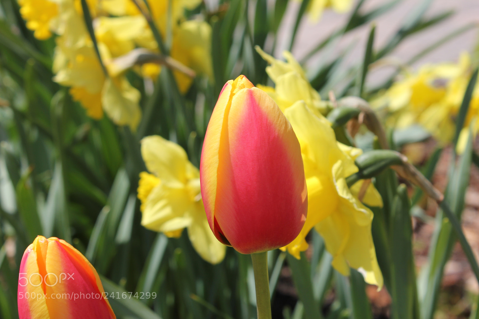 Canon EF-S 18-55mm F3.5-5.6 IS sample photo. Tulips edward's gardens, toronto photography