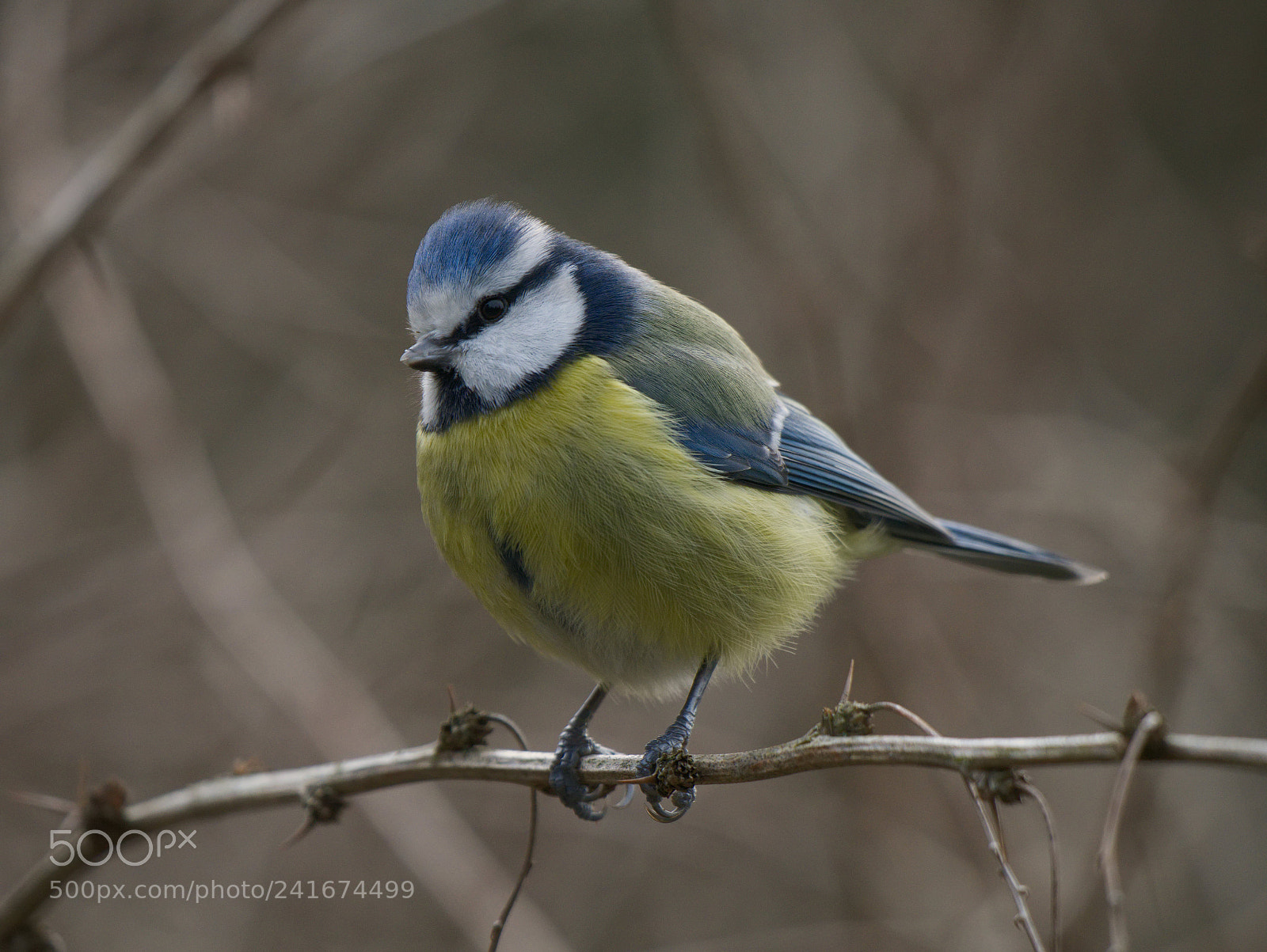 Panasonic DMC-G81 sample photo. Blue tit photography