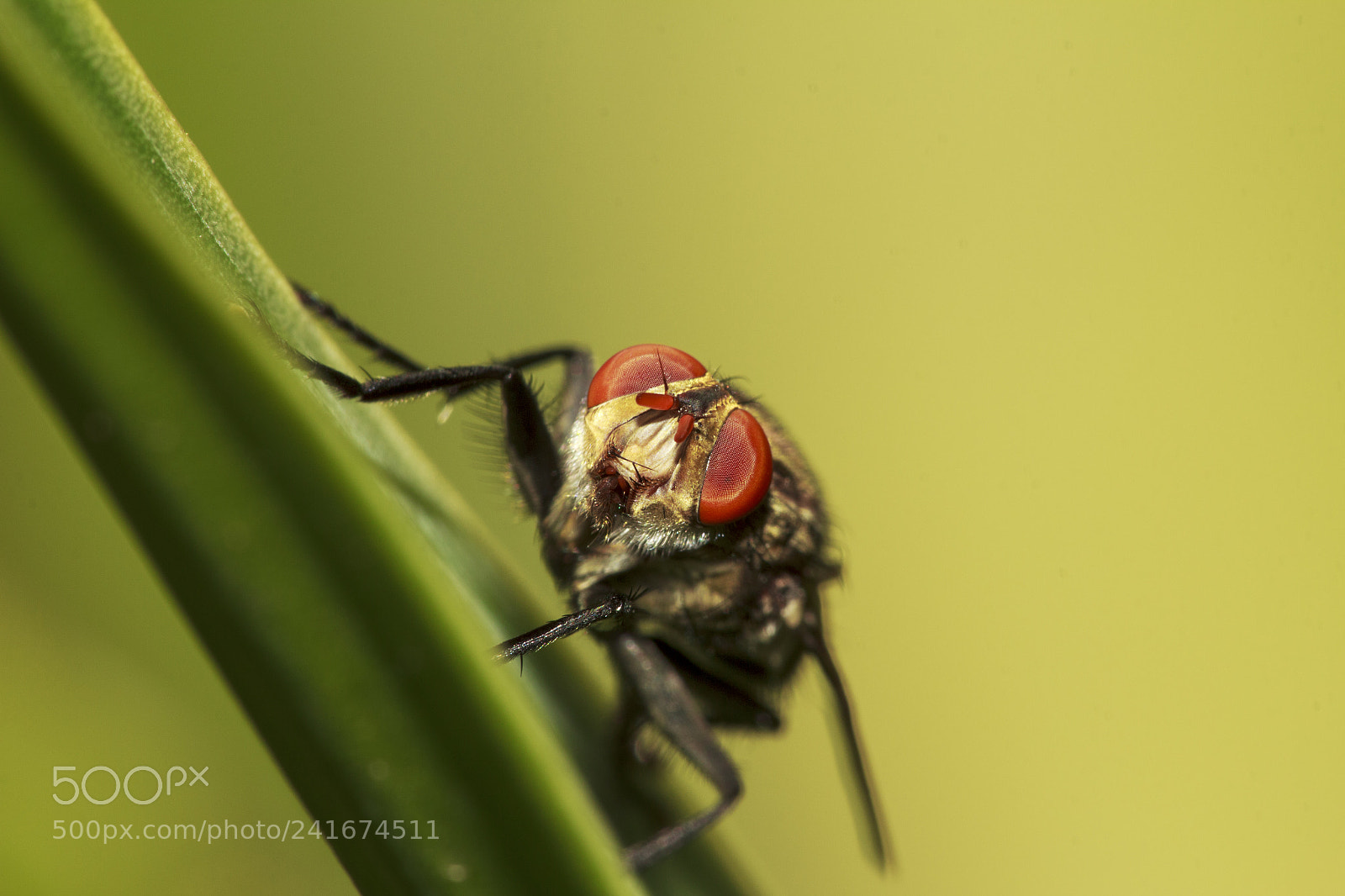 Canon EOS 60D sample photo. House fly... macro photography photography