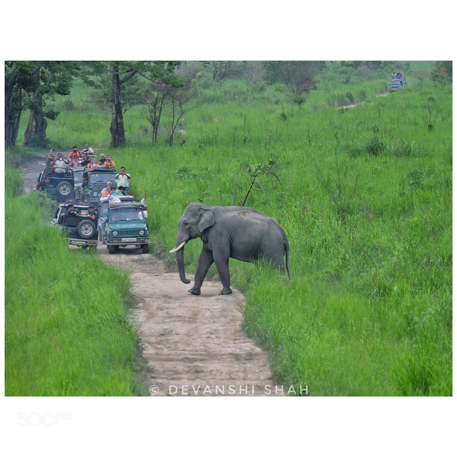 Nikon Coolpix P600 sample photo. The elephant sighting. photography