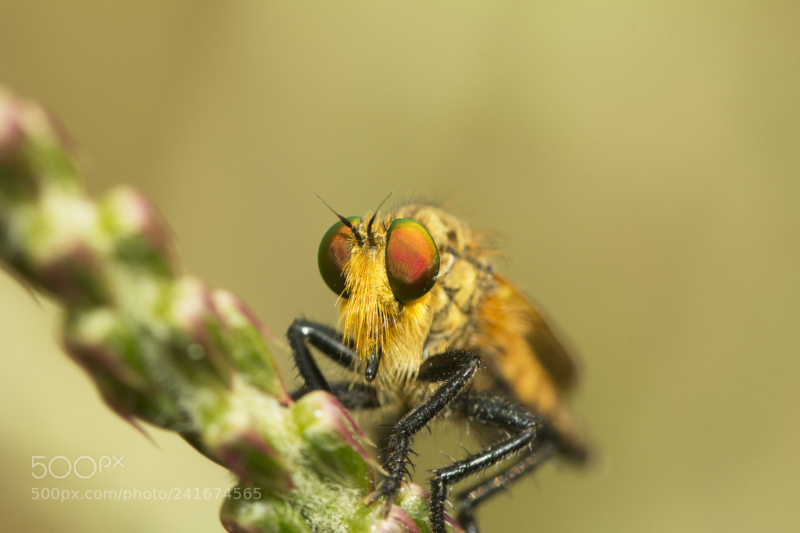 Canon EOS 60D sample photo. Rubber fly... macro photography photography