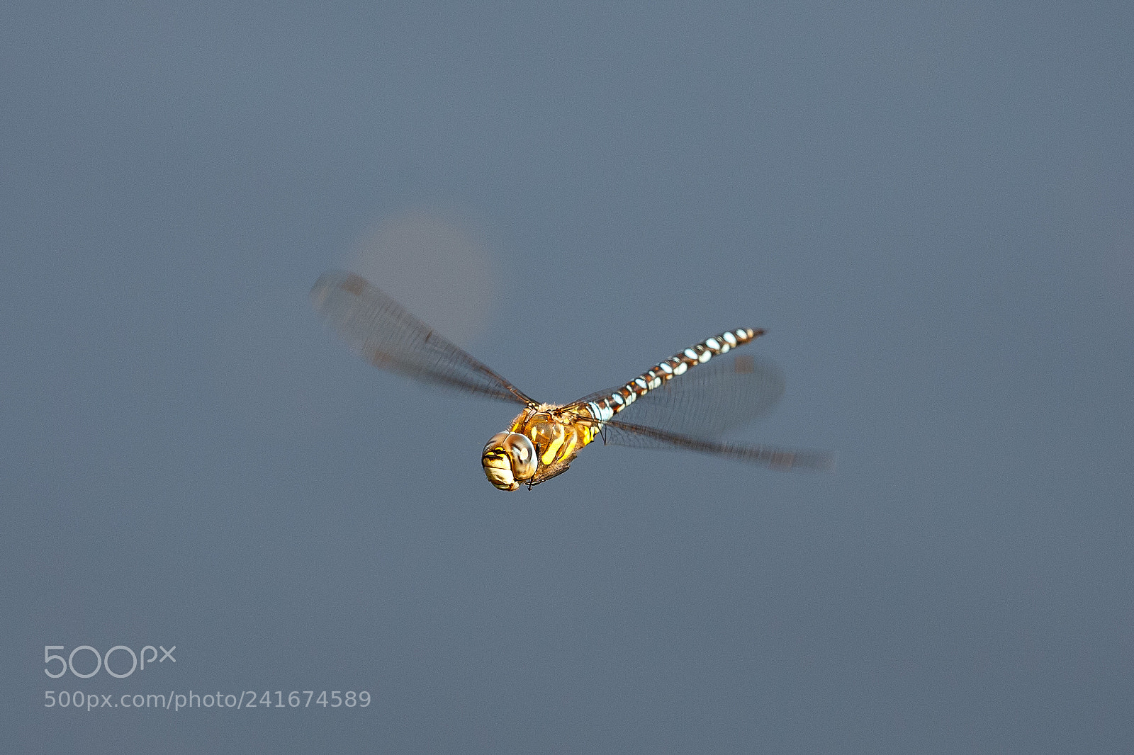 Canon EOS-1D X sample photo. Common hawker photography