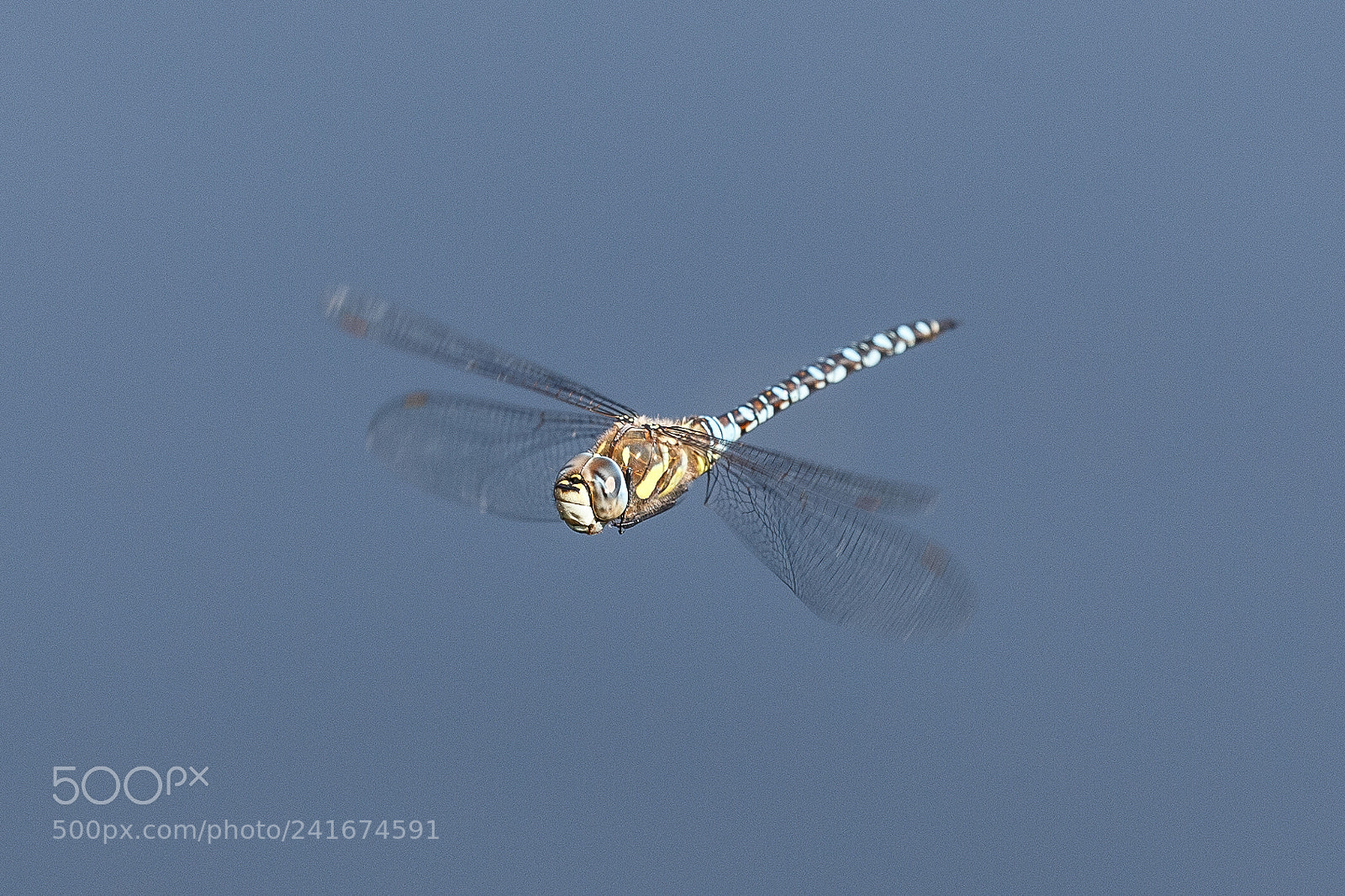 Canon EOS-1D X sample photo. Common hawker photography
