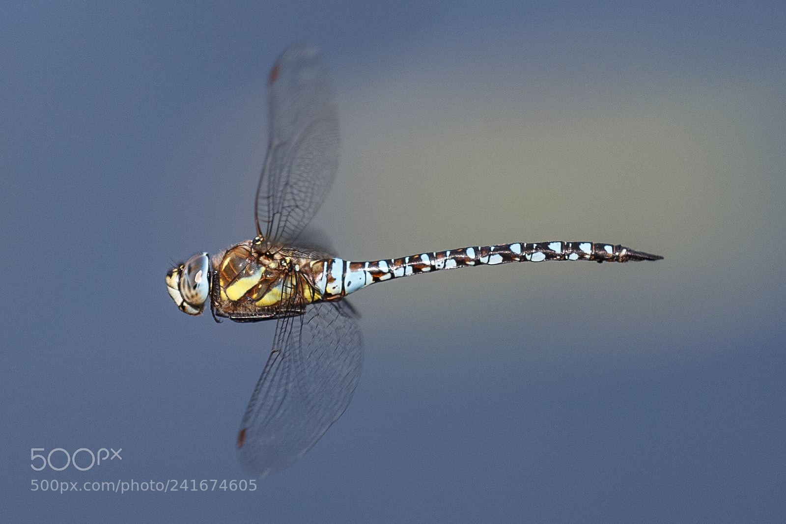 Canon EOS-1D X sample photo. Common hawker photography