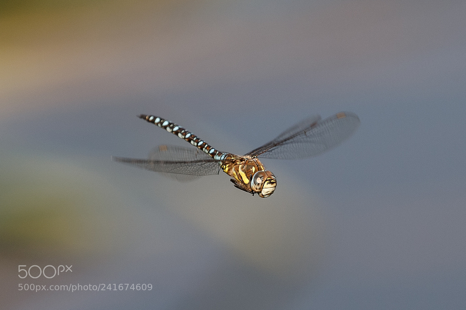 Canon EOS-1D X sample photo. Common hawker photography