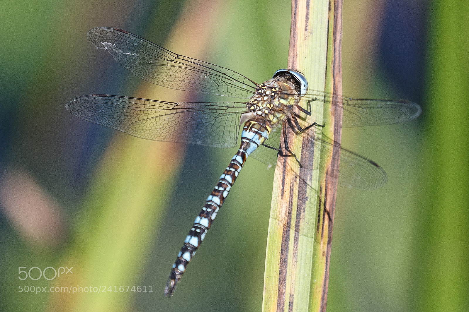 Canon EOS-1D X sample photo. Common hawker photography