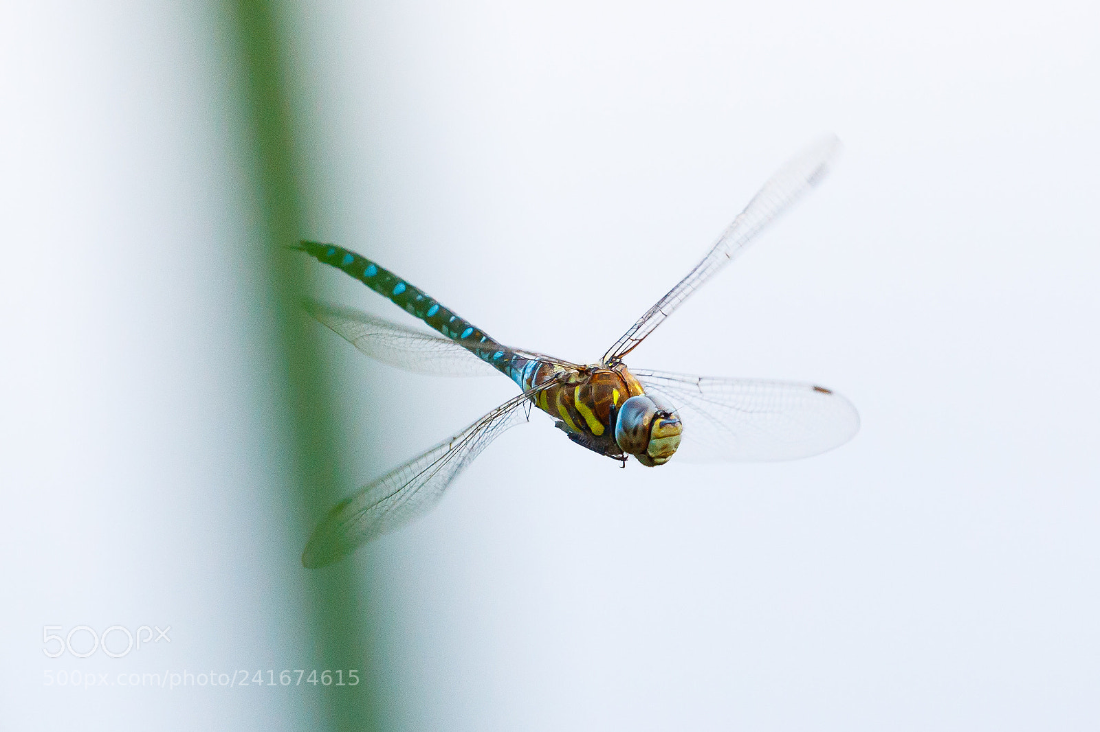 Canon EOS-1D X Mark II sample photo. Common hawker photography