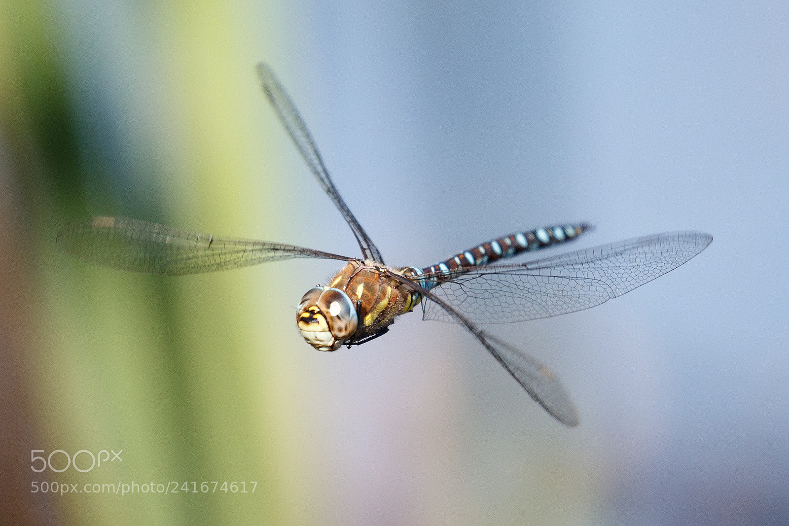 Canon EOS-1D X Mark II sample photo. Common hawker photography