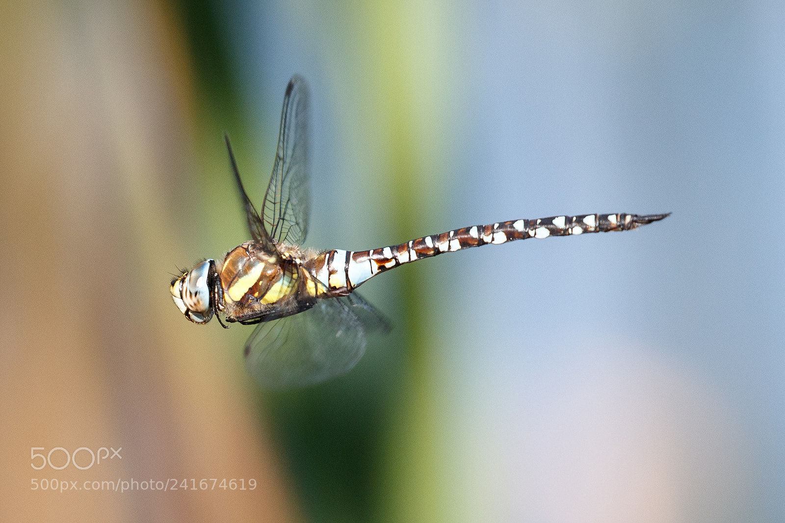 Canon EOS-1D X Mark II sample photo. Common hawker photography