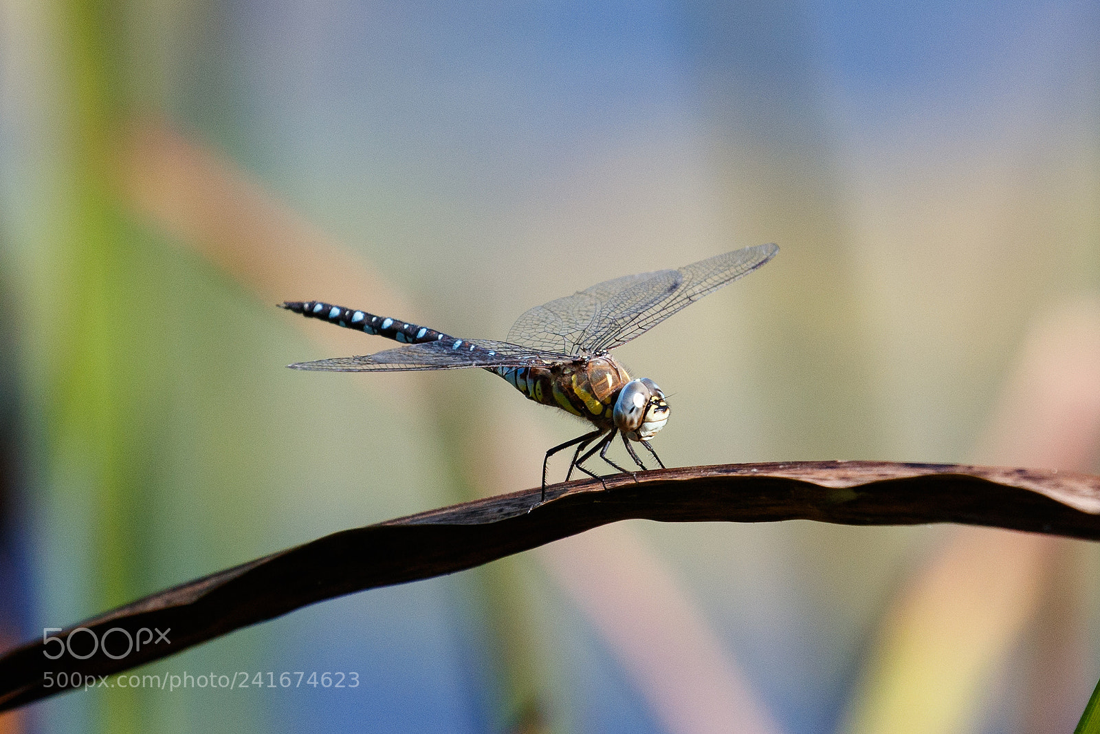 Canon EOS-1D X Mark II sample photo. Common hawker photography