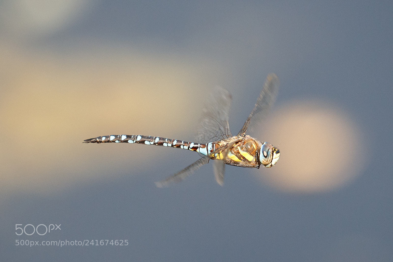 Canon EOS-1D X Mark II sample photo. Common hawker photography