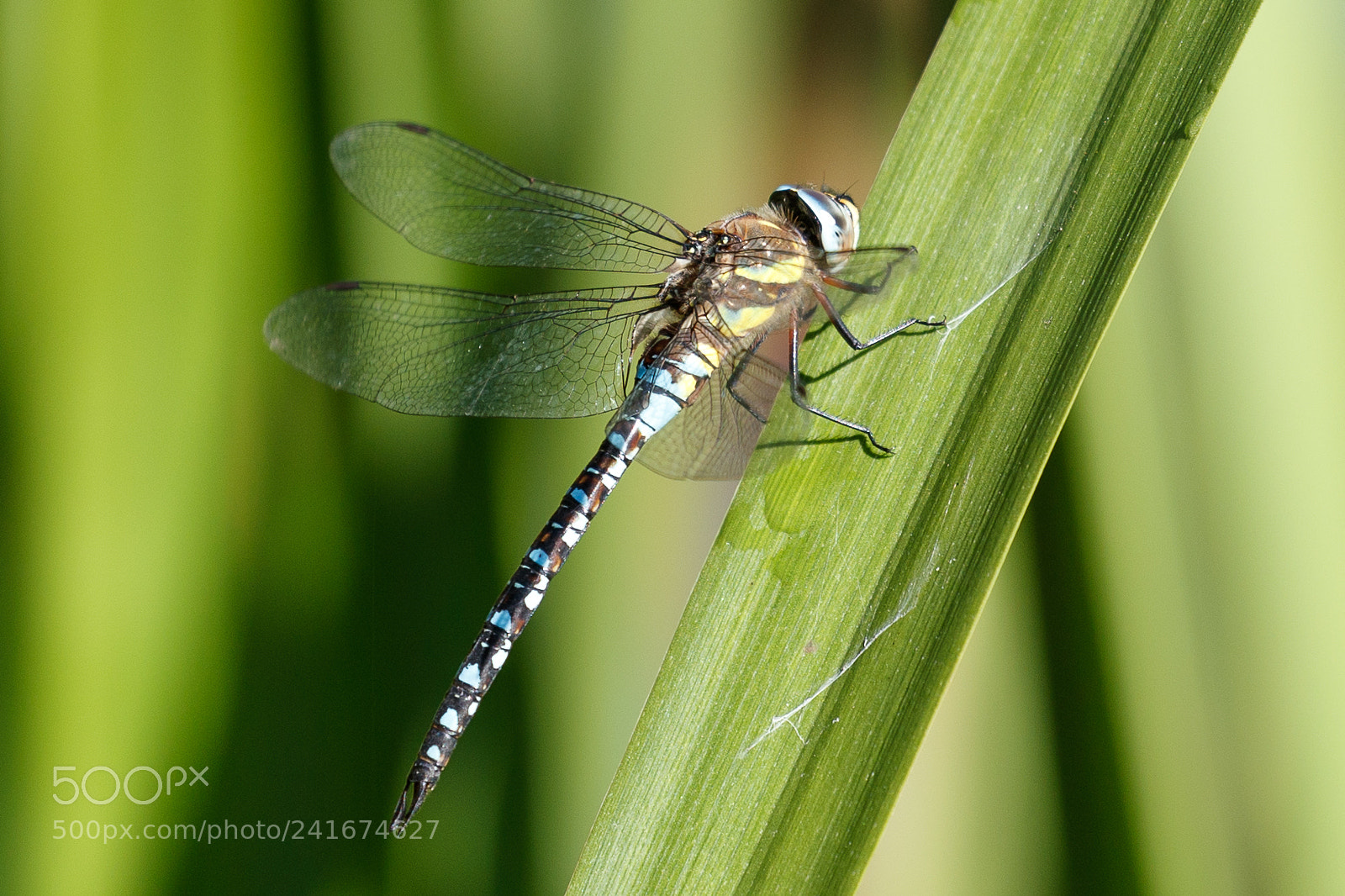 Canon EOS-1D X Mark II sample photo. Common hawker photography