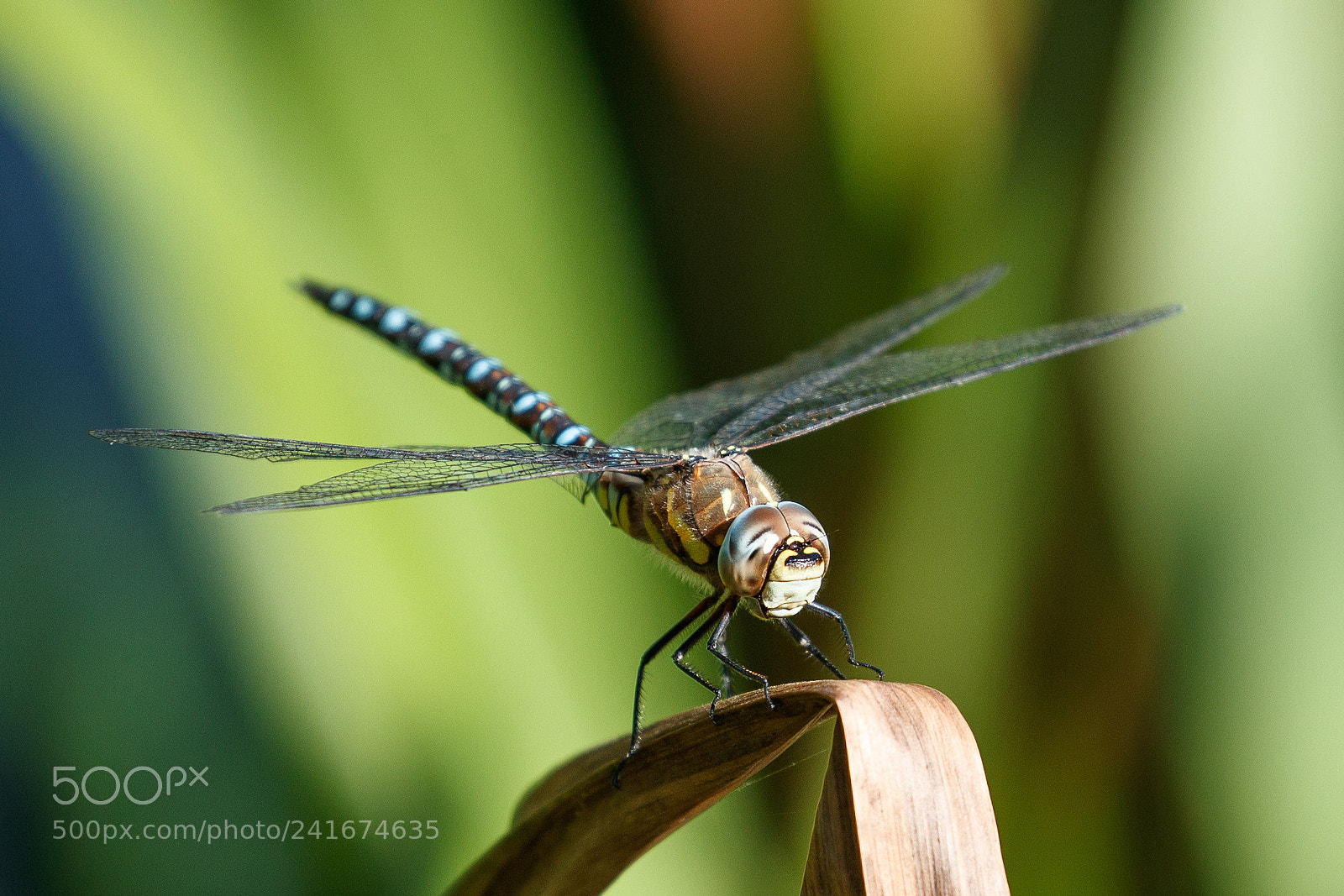 Canon EOS-1D X Mark II sample photo. Common hawker photography