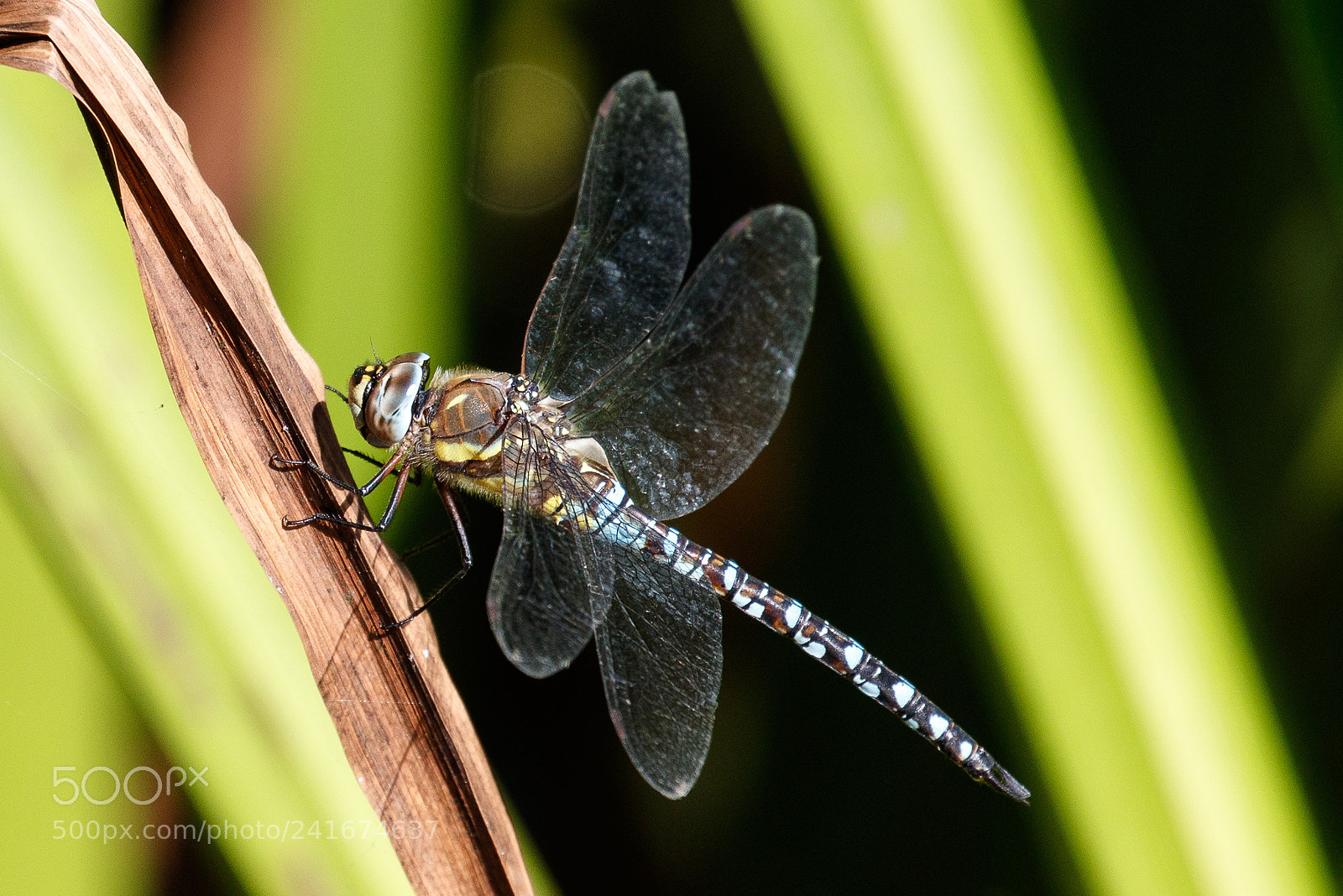 Canon EOS-1D X Mark II sample photo. Common hawker photography