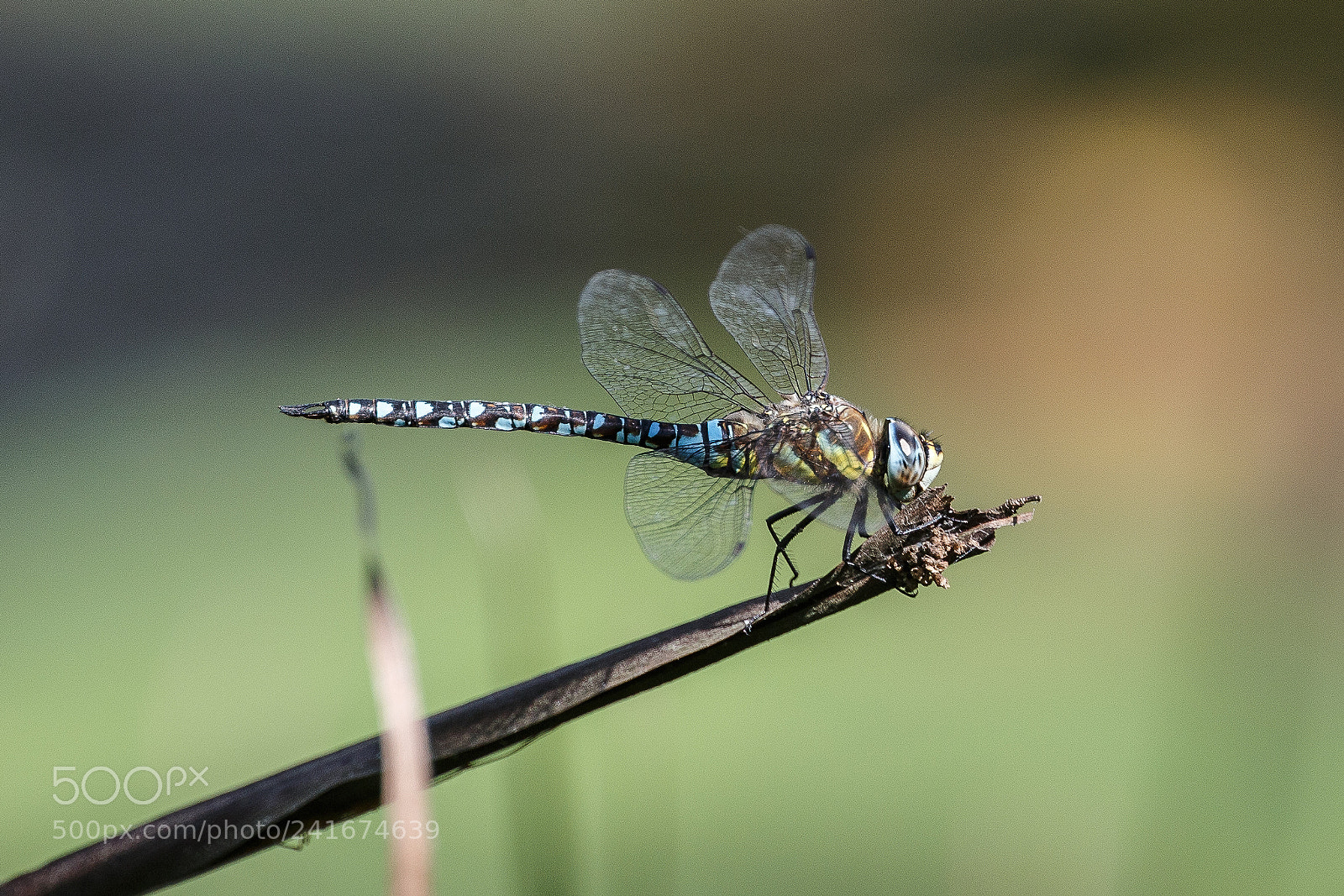 Canon EOS-1D X sample photo. Common hawker photography