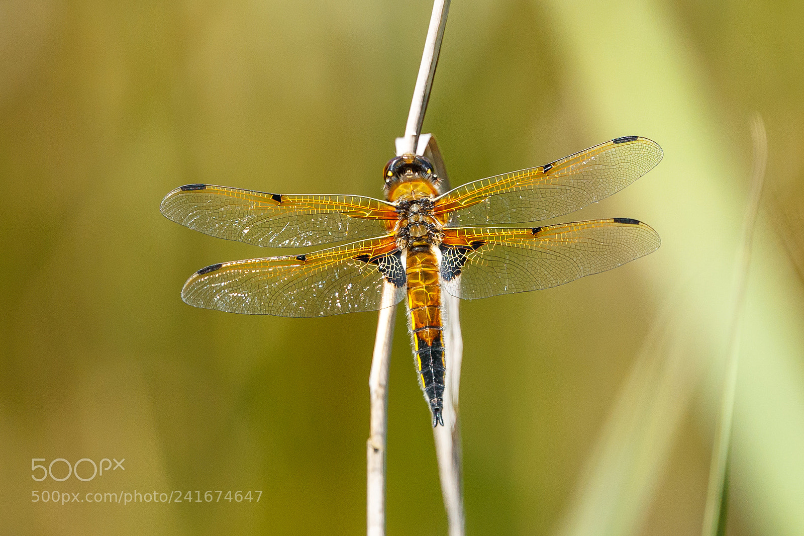 Canon EOS-1D X Mark II sample photo. Four spotted chaser photography
