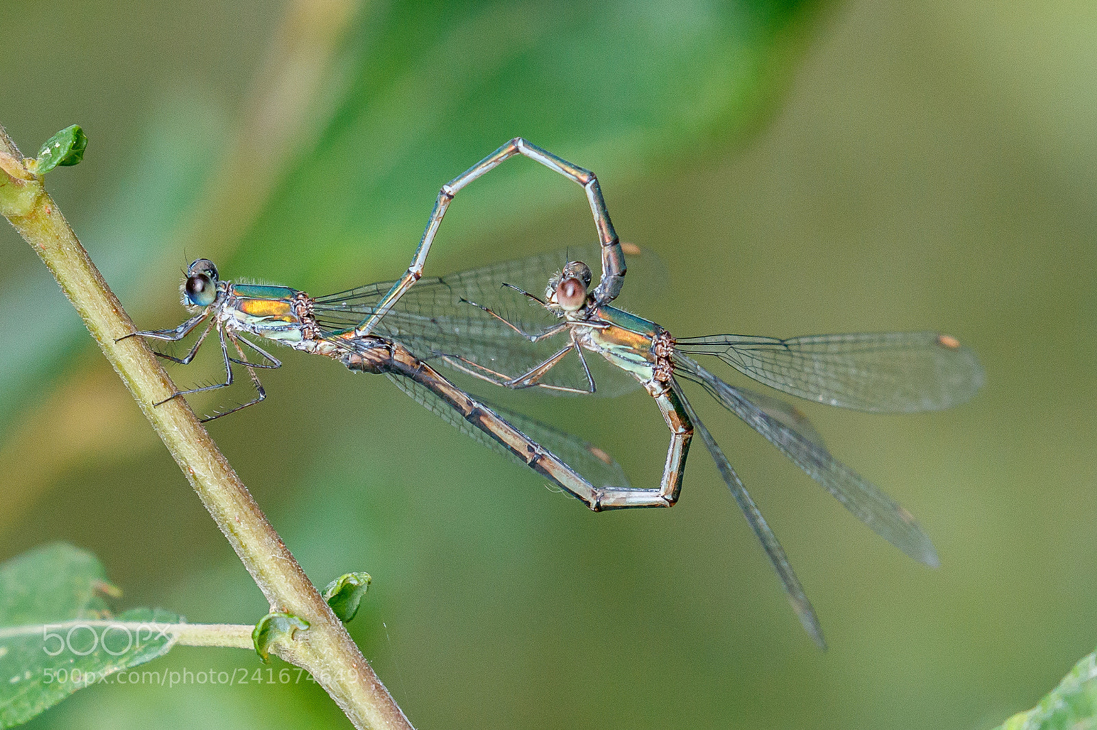 Canon EOS-1D X Mark II sample photo. Damselfly photography