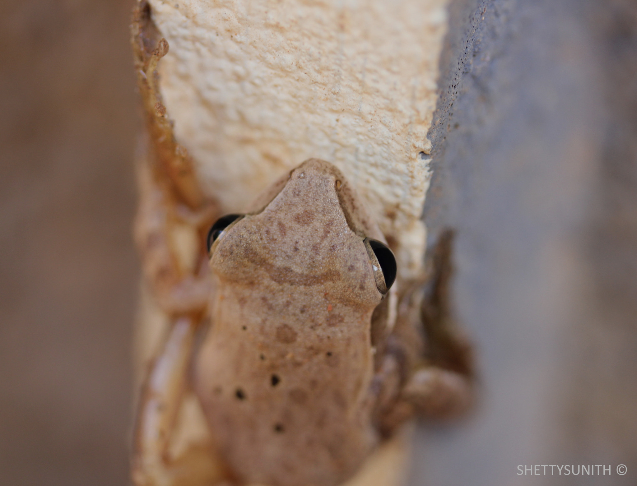 Canon EF-S 60mm F2.8 Macro USM sample photo. Right under the nose.. photography