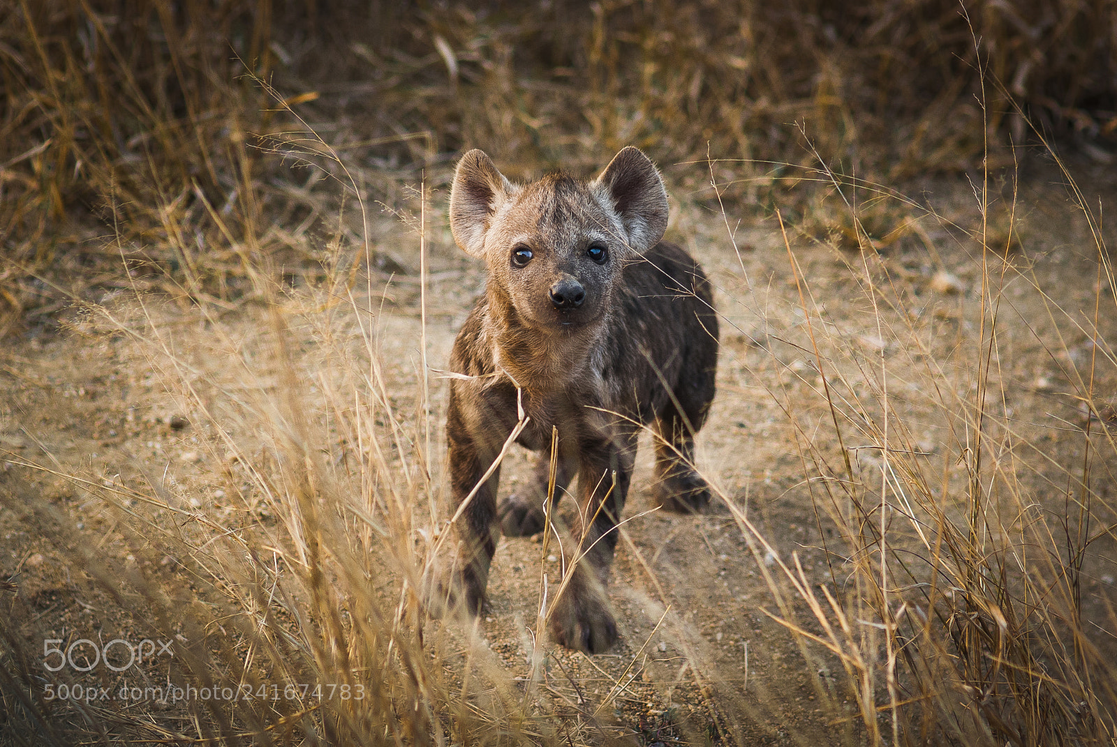 Nikon D80 sample photo. Young hyena photography