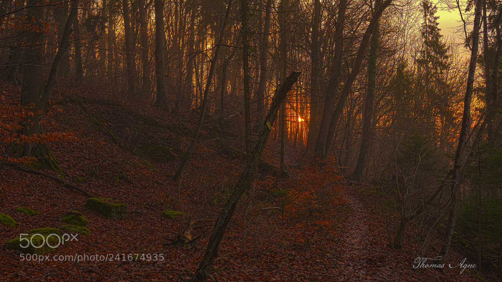 Sony Alpha NEX-6 sample photo. Winterly sunset in the photography