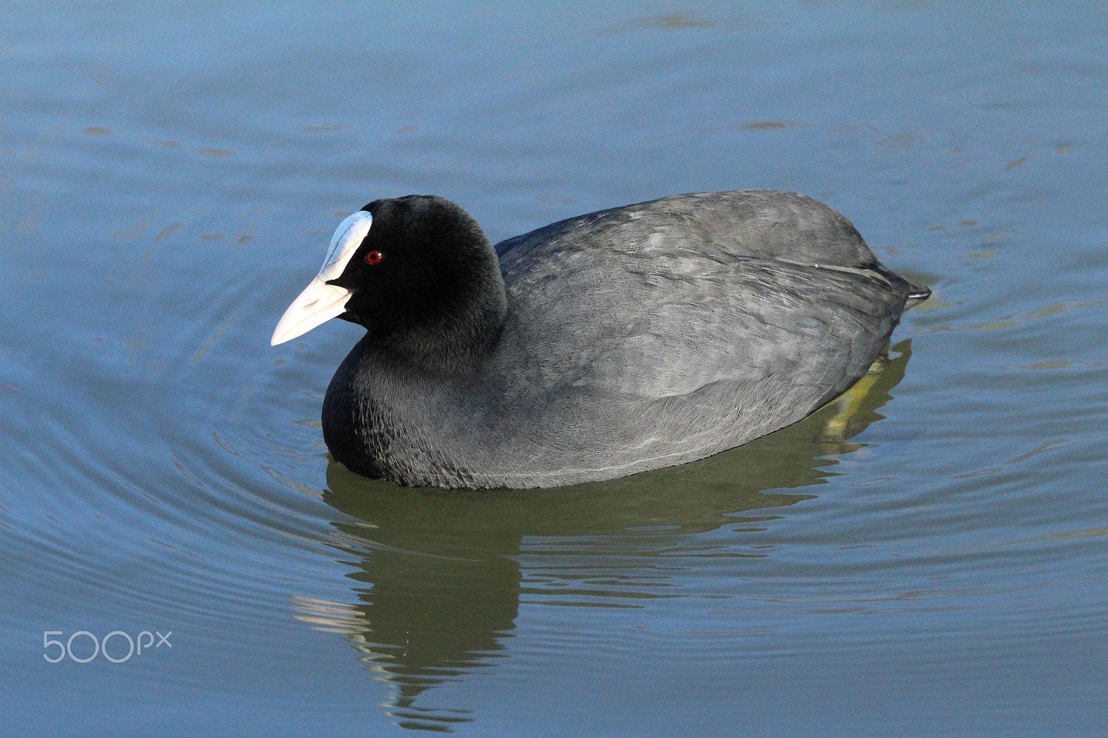 Canon EOS 1200D (EOS Rebel T5 / EOS Kiss X70 / EOS Hi) + Sigma 150-600mm F5-6.3 DG OS HSM | C sample photo. Coot, amwell nature reserve, uk photography