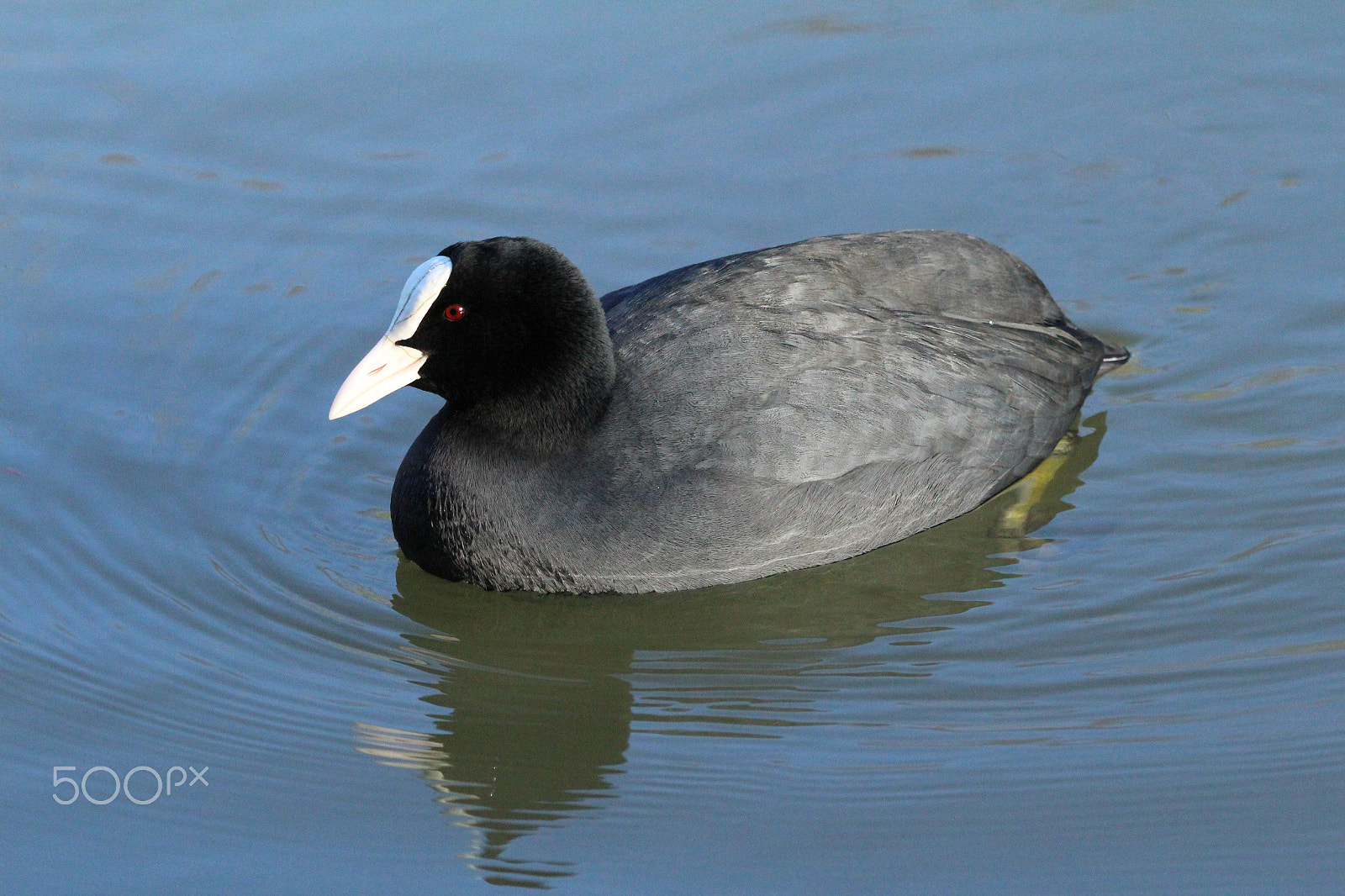 Sigma 150-600mm F5-6.3 DG OS HSM | C sample photo. Coot, amwell nature reserve, uk photography