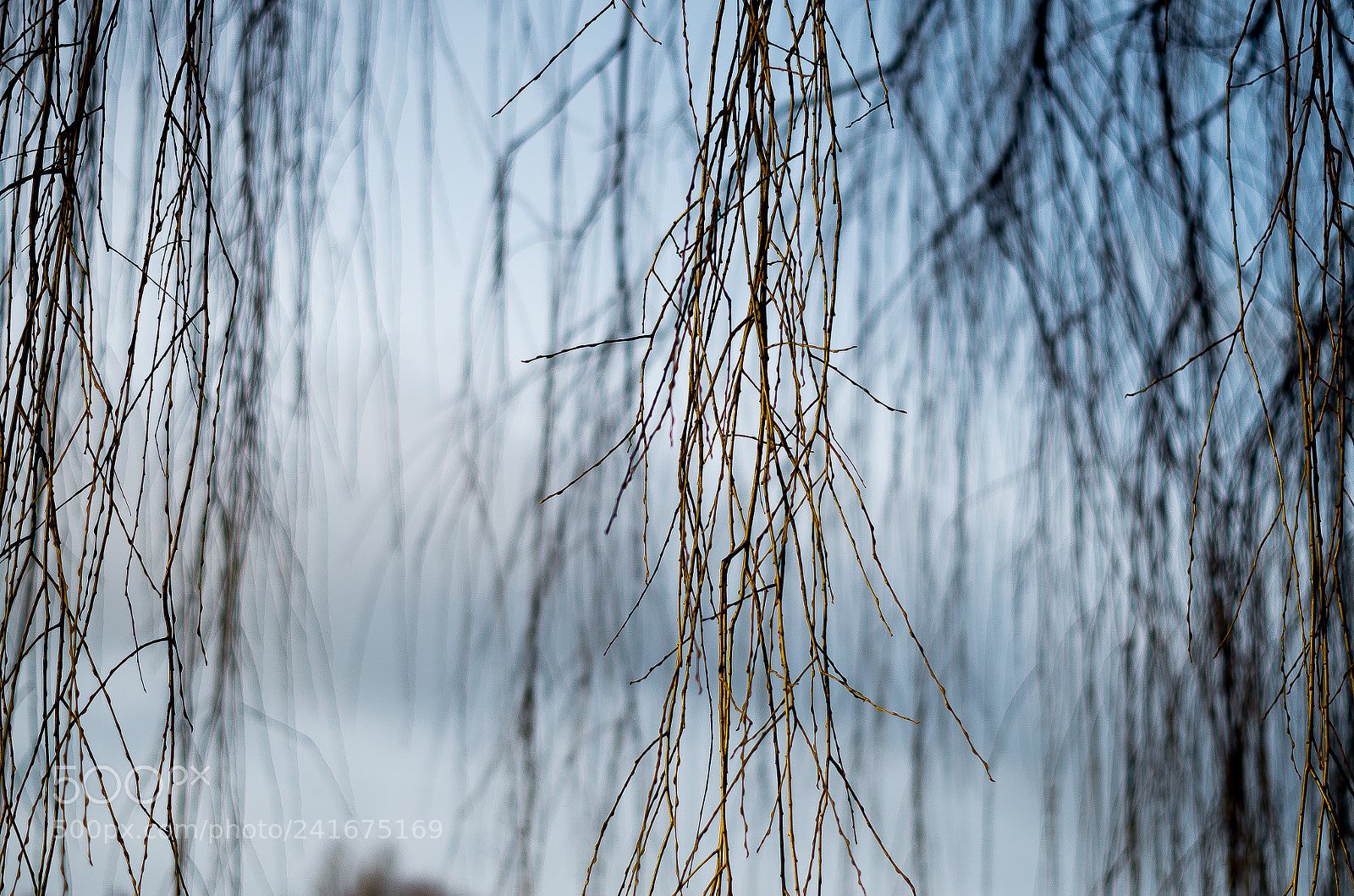 Pentax K-50 sample photo. Saule pleureur photography
