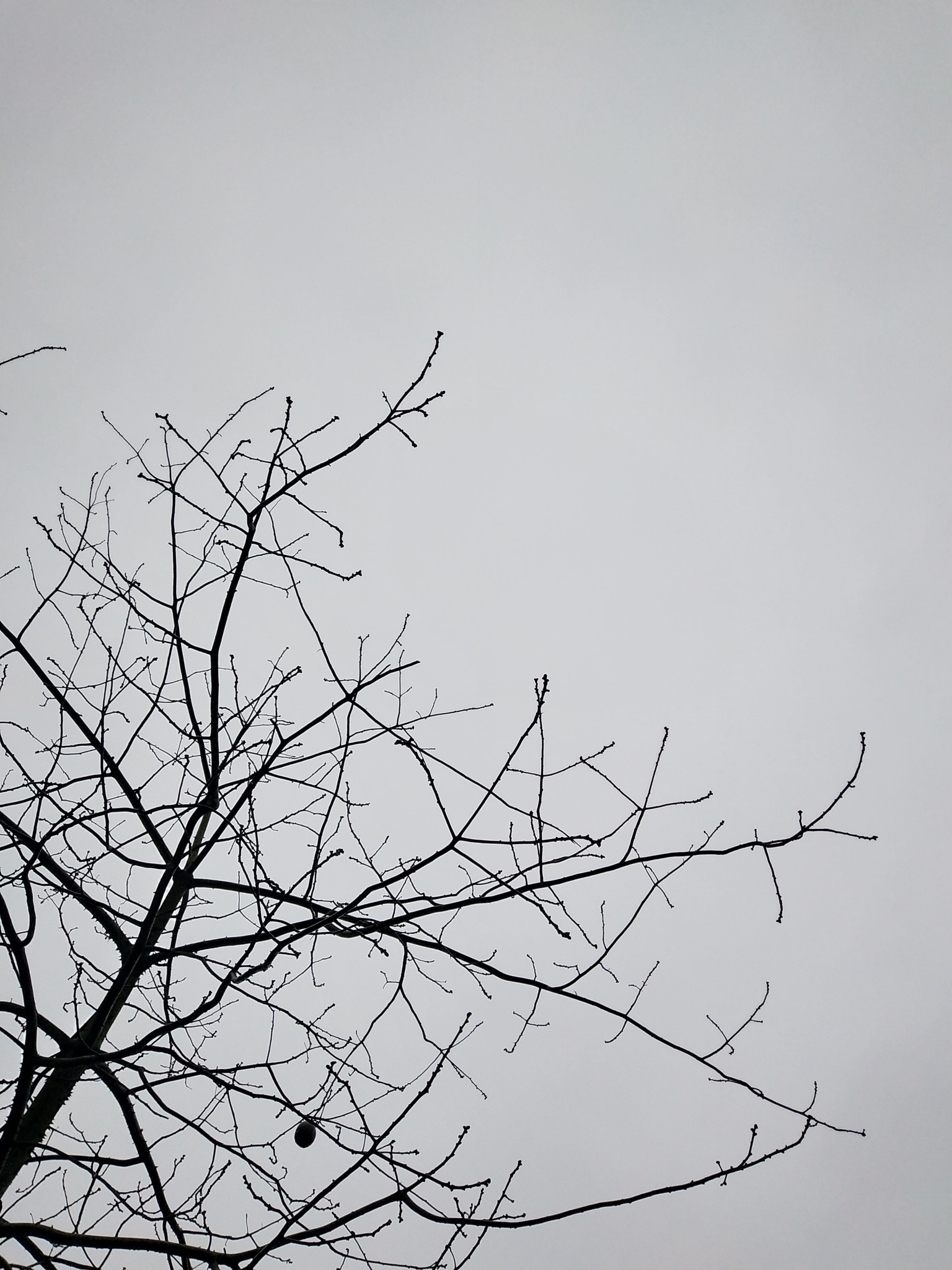 vivo X20A sample photo