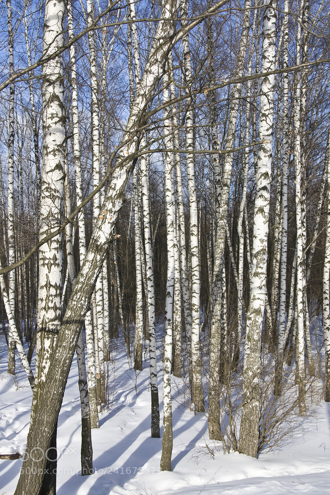 Canon EOS 450D (EOS Rebel XSi / EOS Kiss X2) sample photo. Birch forest in winter photography