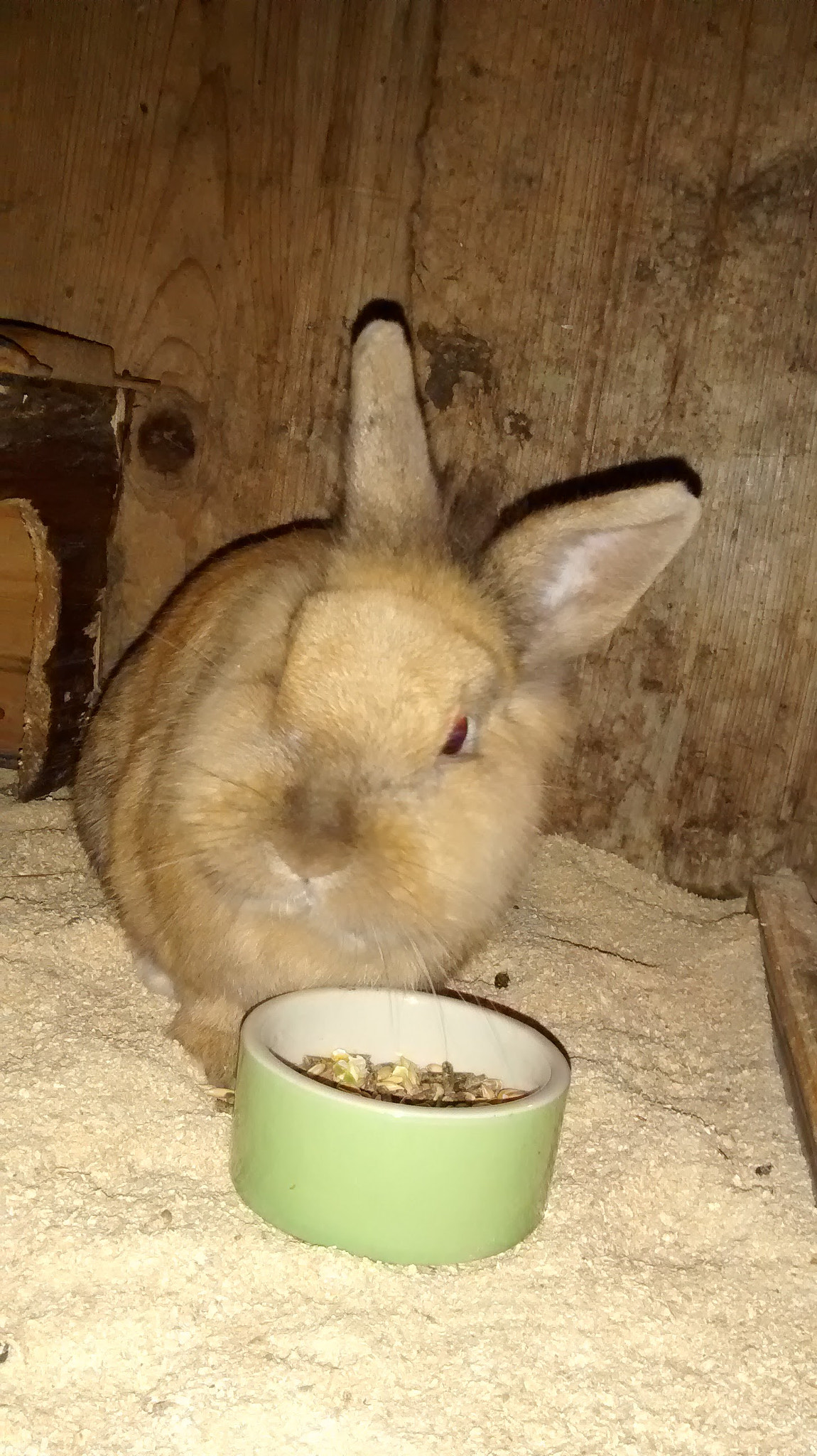 Motorola XT1032 sample photo. A rabbit look at me photography