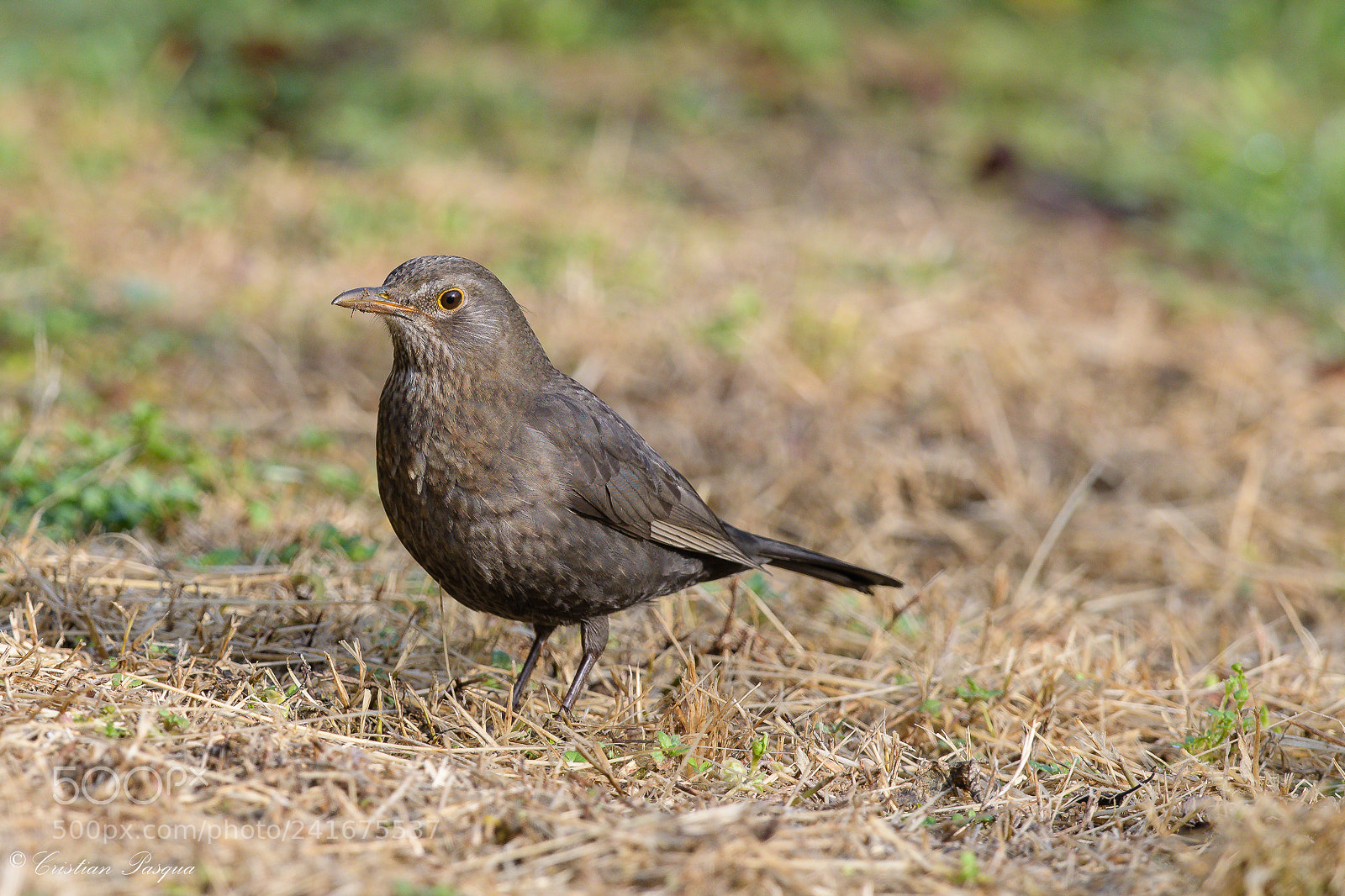 Nikon D500 sample photo. Hen blackbird photography