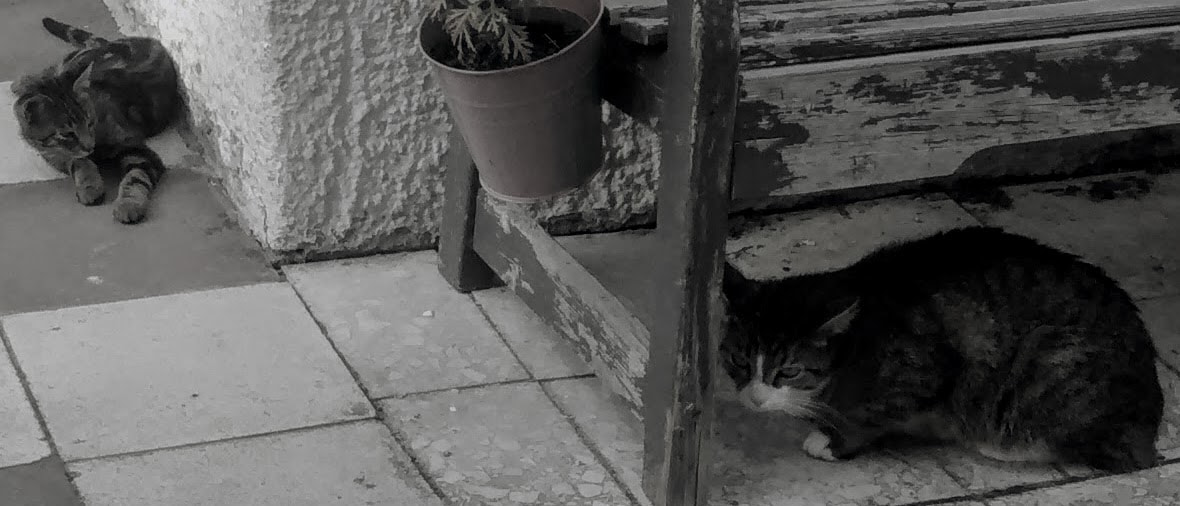 Motorola XT1032 sample photo. Cats that can not tolerate each other photography