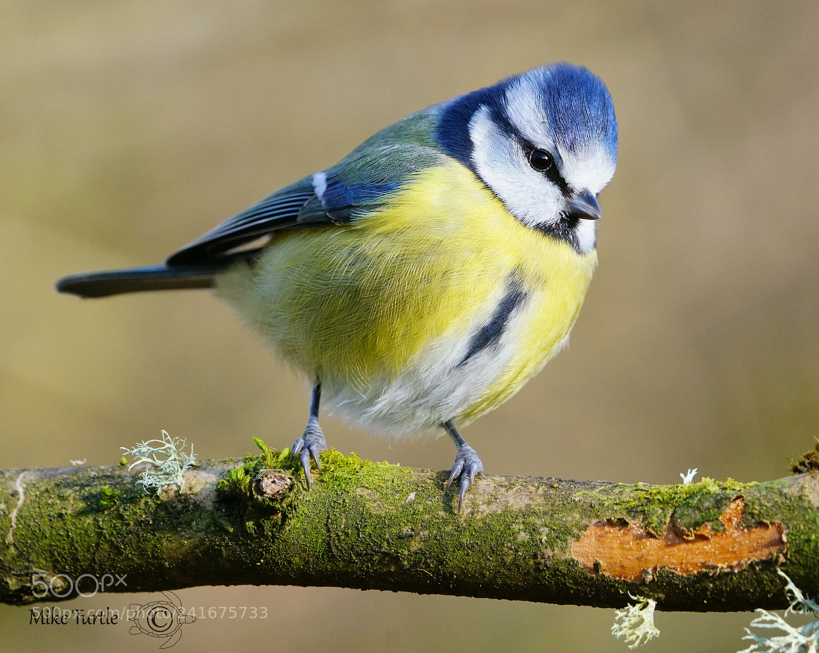 Sony a99 II sample photo. Fluffy, cold bluetit photography