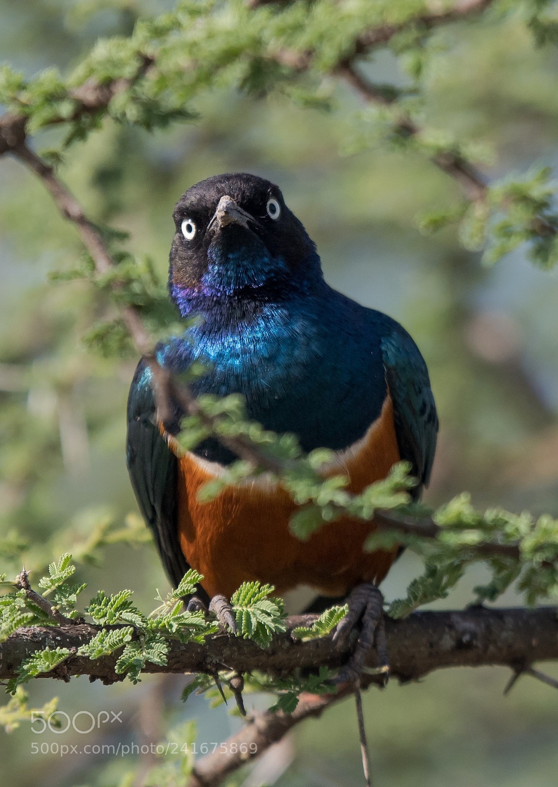 Nikon D5 sample photo. Superb starling photography
