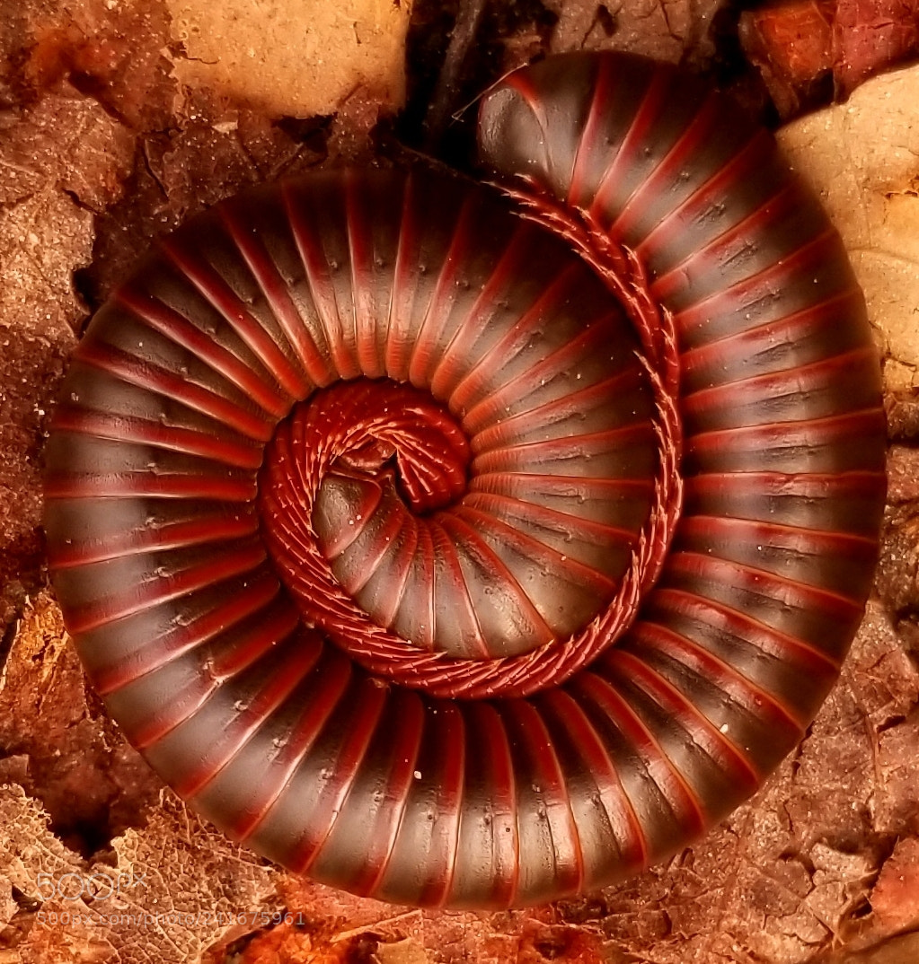 Samsung Galaxy S8+ sample photo. Fibonacci diplopoda photography