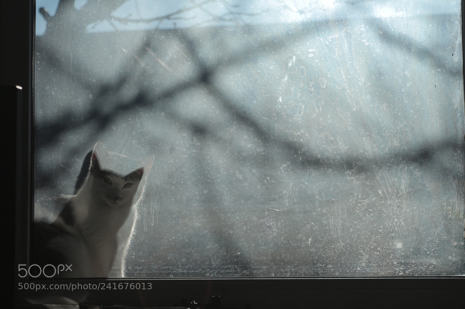Canon EOS 650D (EOS Rebel T4i / EOS Kiss X6i) sample photo. Bat cat photography