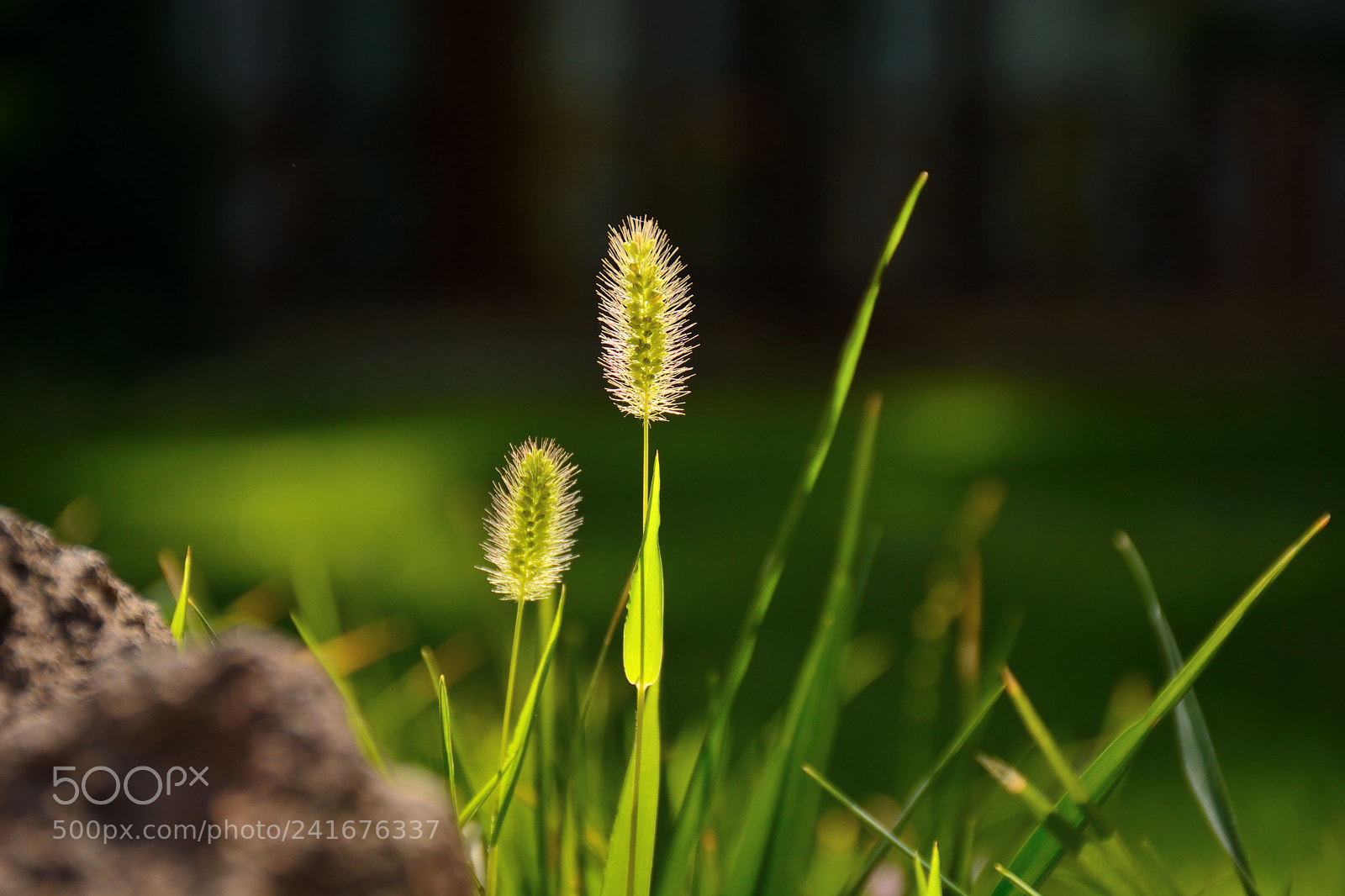 Nikon D7100 sample photo. Sunlight photography