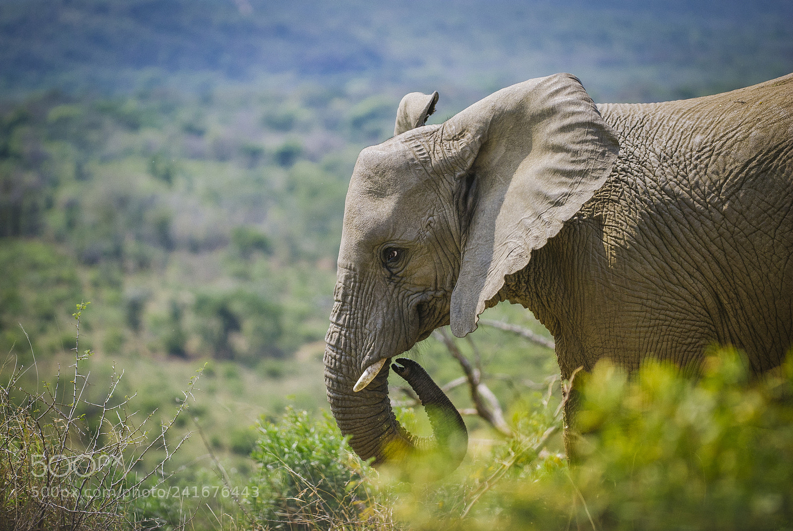 Nikon D80 sample photo. Female elephant photography