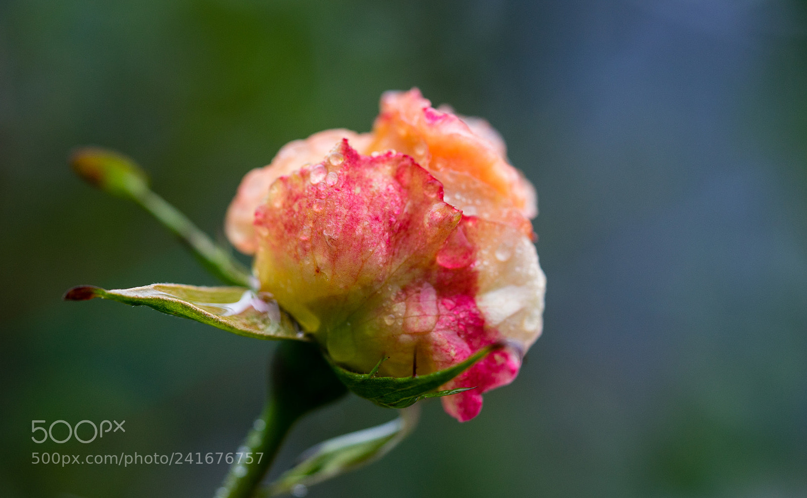 Sony a7 sample photo. Fading beauty photography
