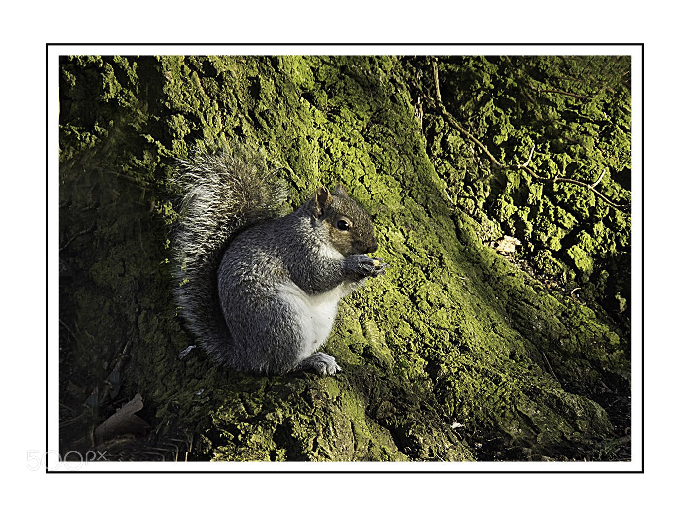 Canon PowerShot SX60 HS sample photo. Going nuts photography