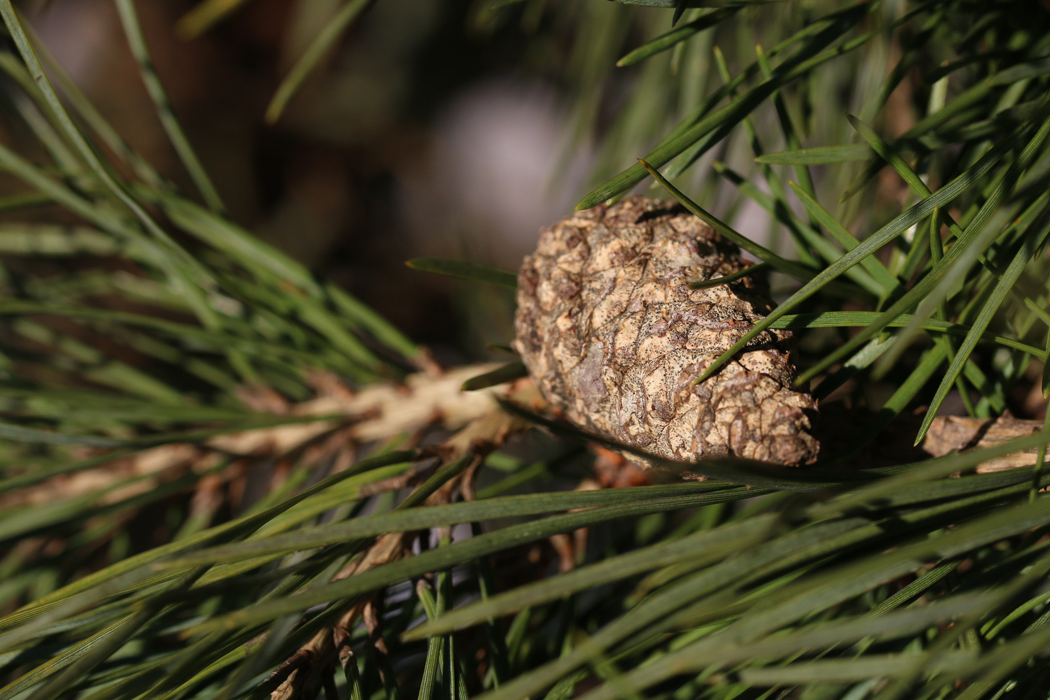 Canon EF-S 60mm F2.8 Macro USM sample photo