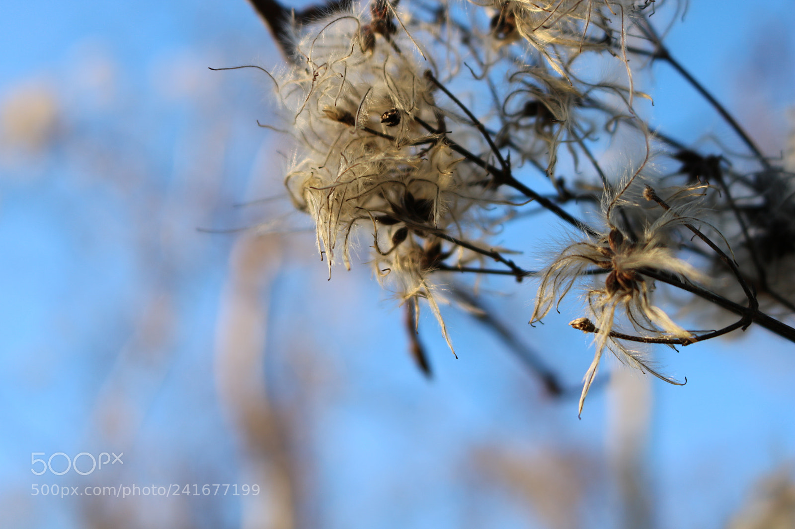 Canon EOS 750D (EOS Rebel T6i / EOS Kiss X8i) sample photo. Untitled photography