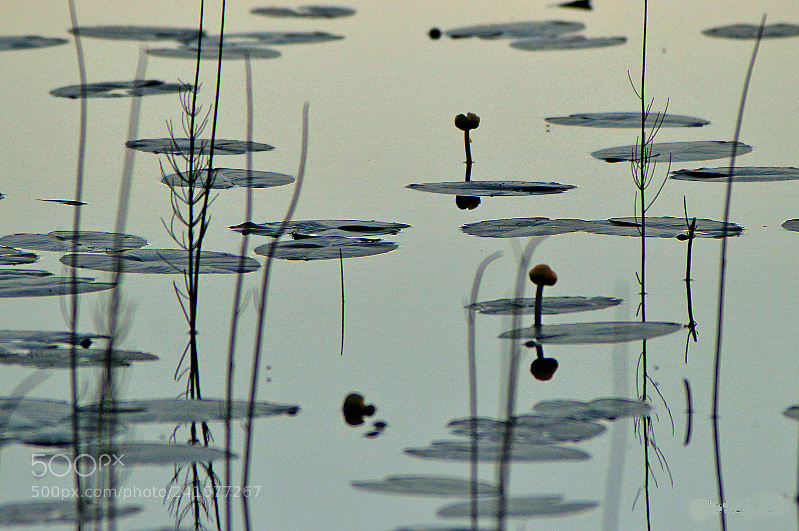Nikon D3200 sample photo. Memories of summer photography