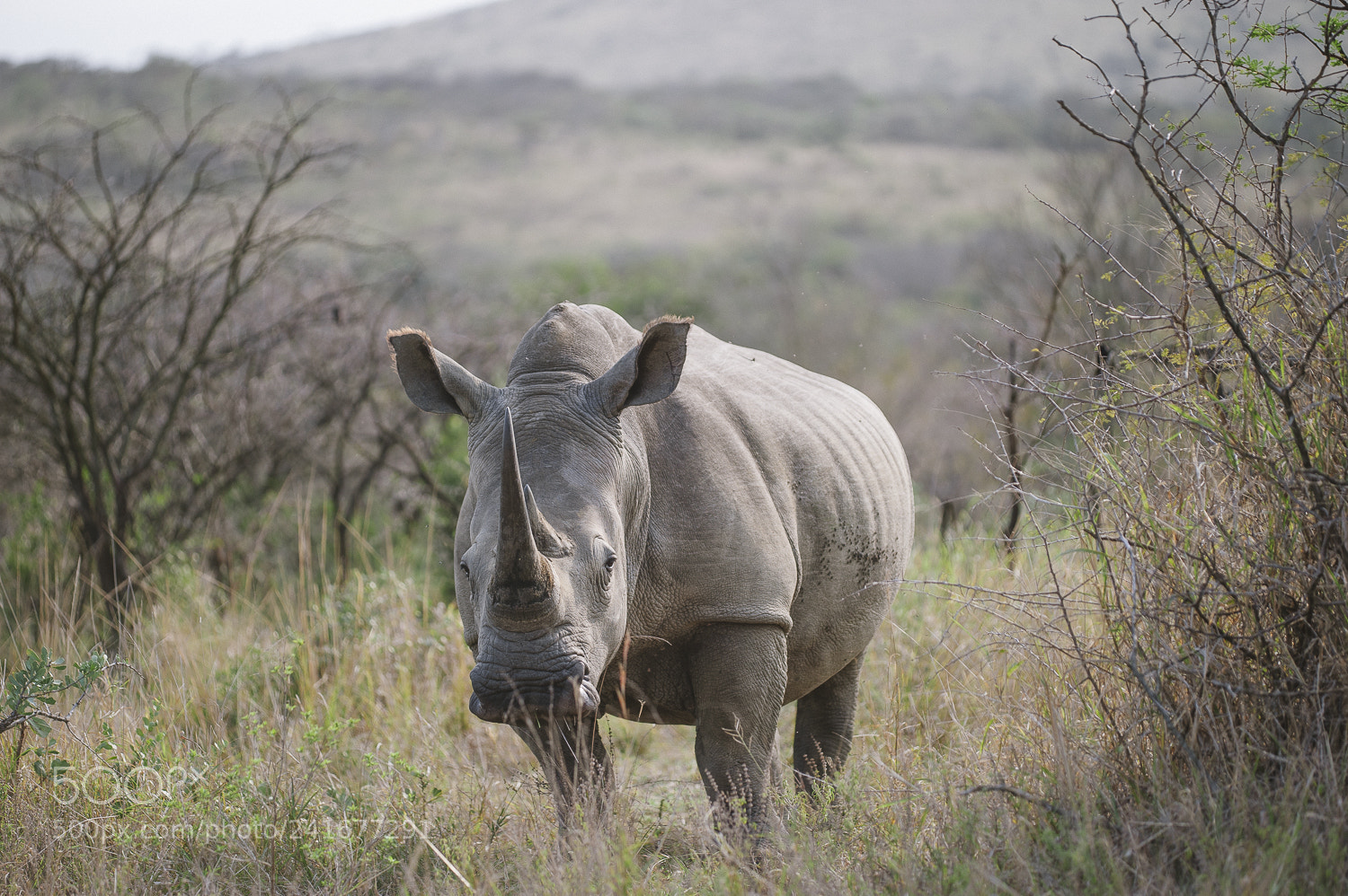 Nikon D700 sample photo. White rhino photography